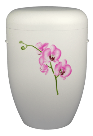 Orchidee pink