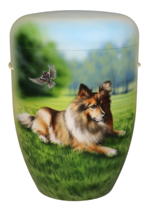 Sheltie